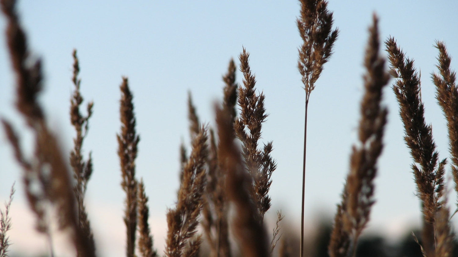 Close up of tall brown grasses in a field against a clear blue sky.