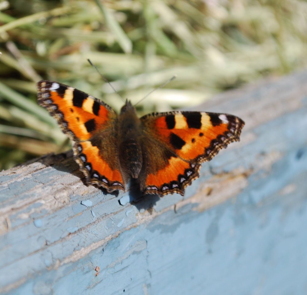Orange butterfly resting on a weathered blue wooden surface