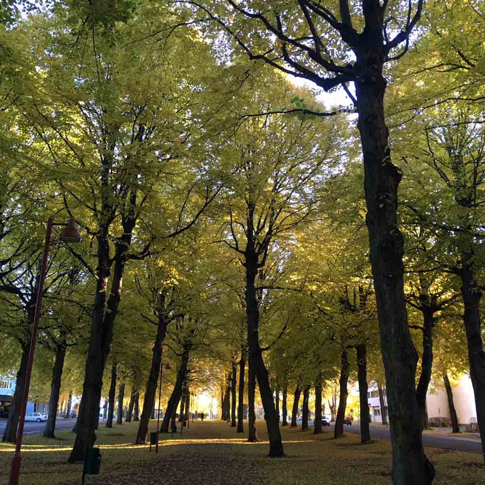 TILIA FRÖ örhängen på stift - Guldviva Jewellery