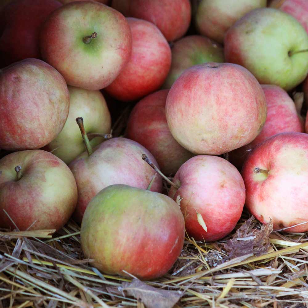 AURUM DELICATA 18K necklace - Guldviva Jewellery