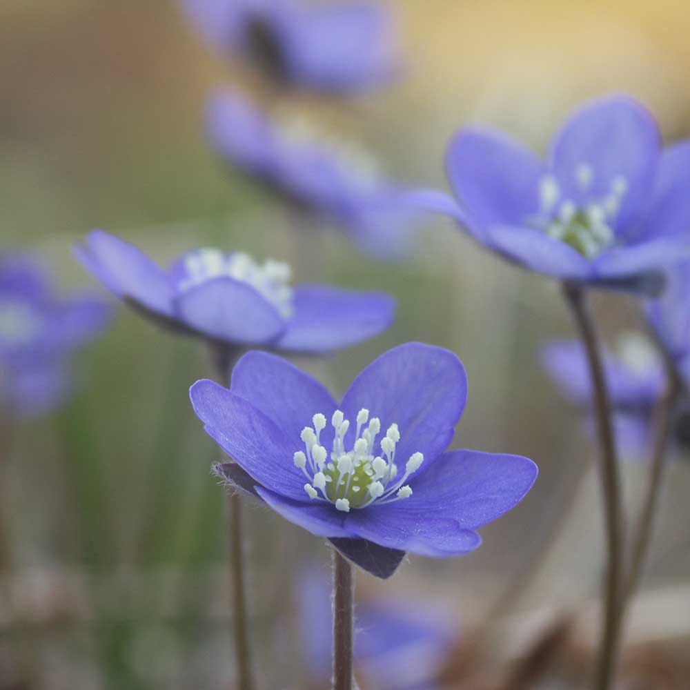BLÅSIPPA (Hepatica) bracelet - Guldviva Jewellery
