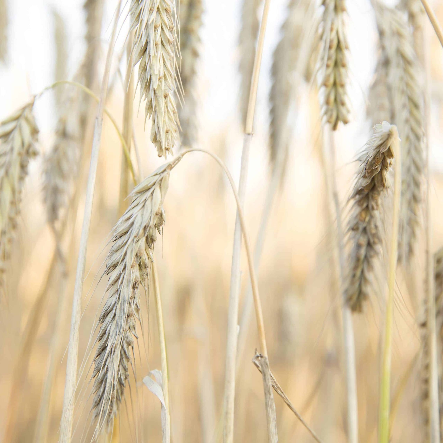 RÅGHJÄRTA (Ruis-sydän) Kaulakoru S - Guldviva Jewellery