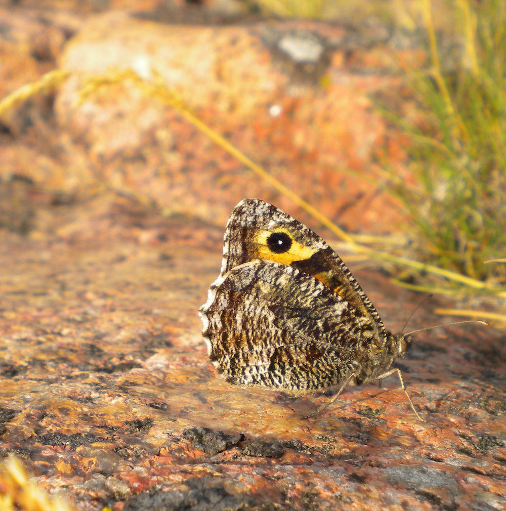 HAGA GRANITT anheng Guldviva - Smykker