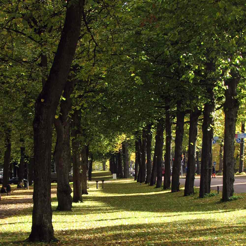 TILIA  Guldviva Brosje - Smykker