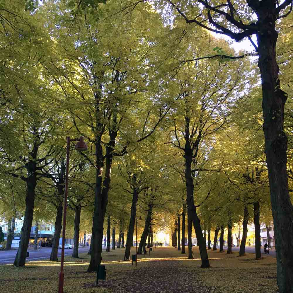 TILIA slipsklämma - Guldviva Jewellery