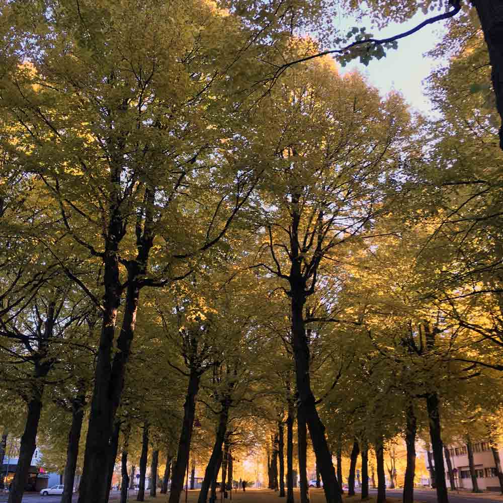 TILIA örhängen på krok - Guldviva Jewellery