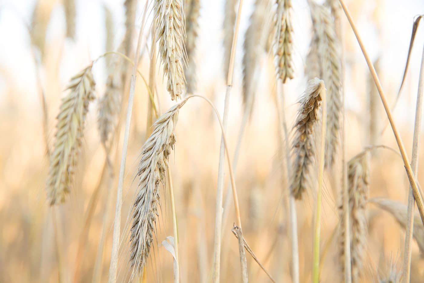 RÅG örhängen på stift - Guldviva Jewellery