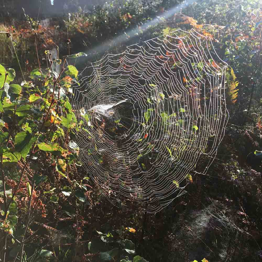 SPINDEL halsband - Guldviva Jewellery