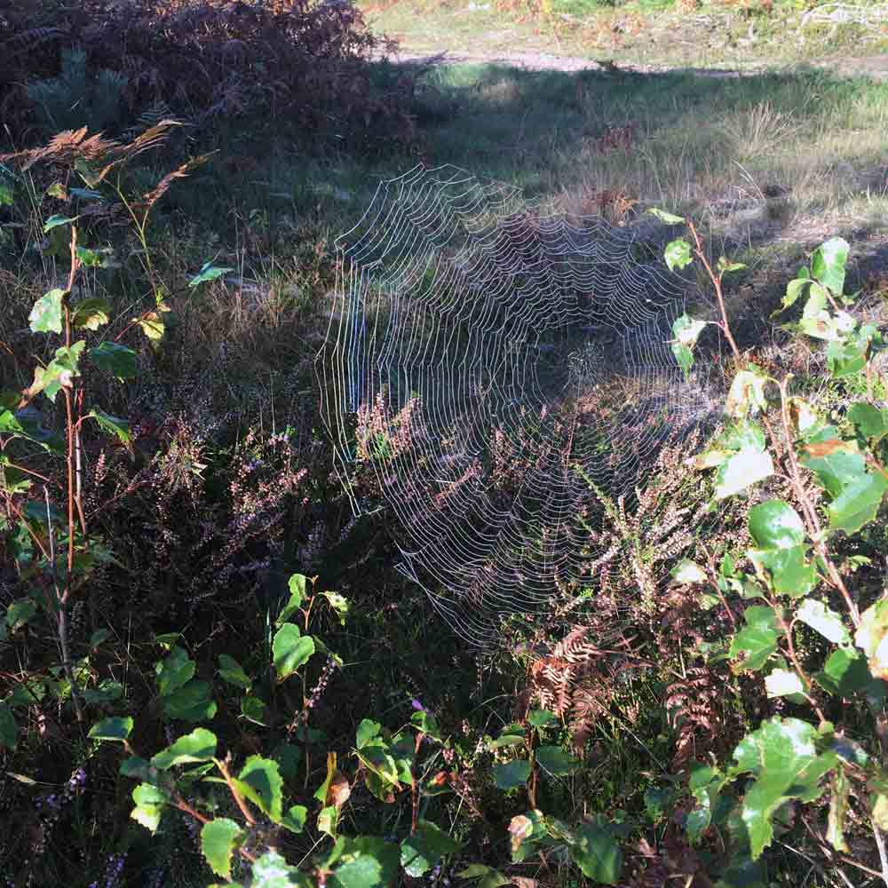 SPINDEL örhängen på stift - Guldviva Jewellery