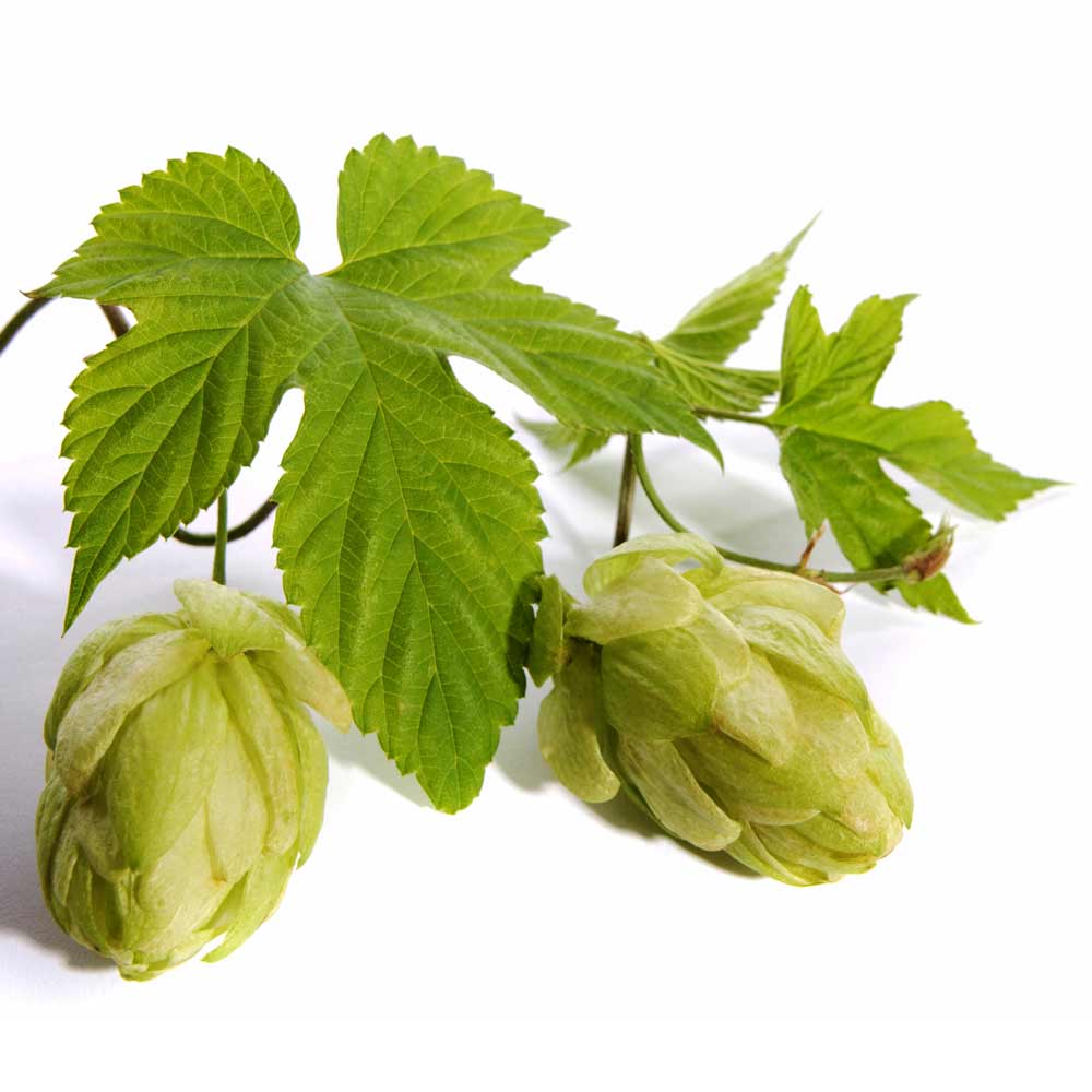 HOPS Halskette