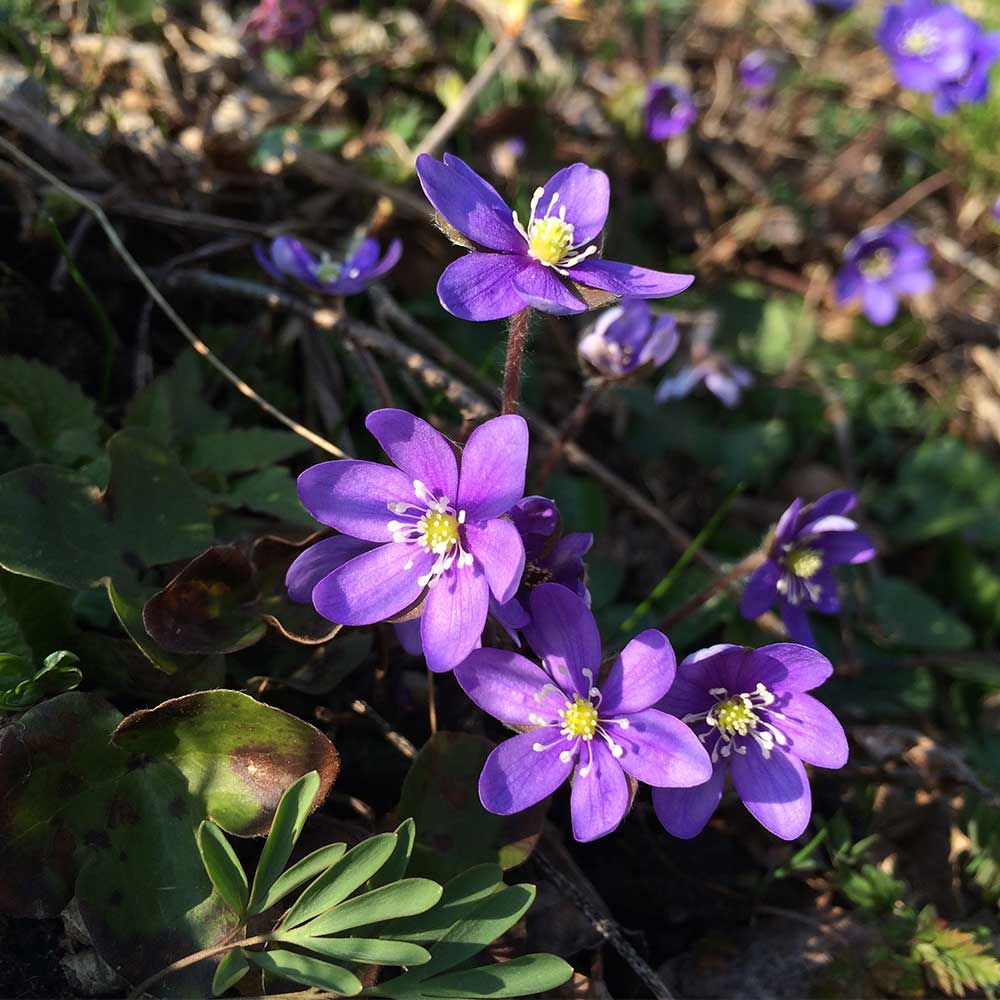 BLÅSIPPA (Leberblümchen) BLATT Ohrringe-1497