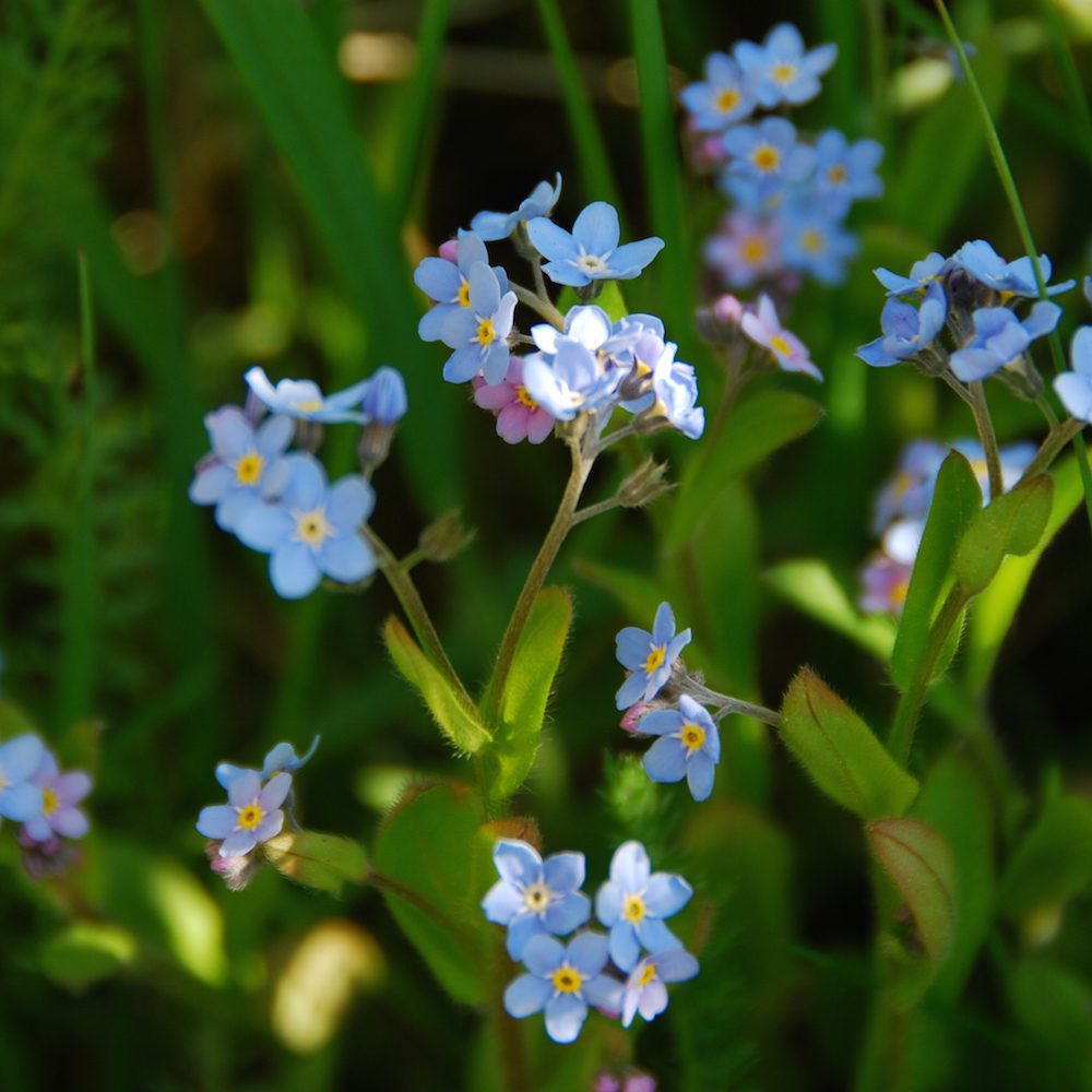 Vergissmeinnicht-Blumen