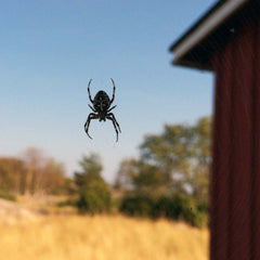 SPINDEL (Spinne) Ohrstecker - Guldviva Jewellery