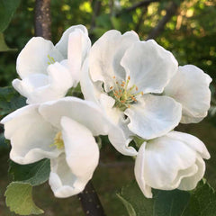 ÄPPELBLOM (Apple Blossom) 18K S necklace - Guldviva Jewellery
