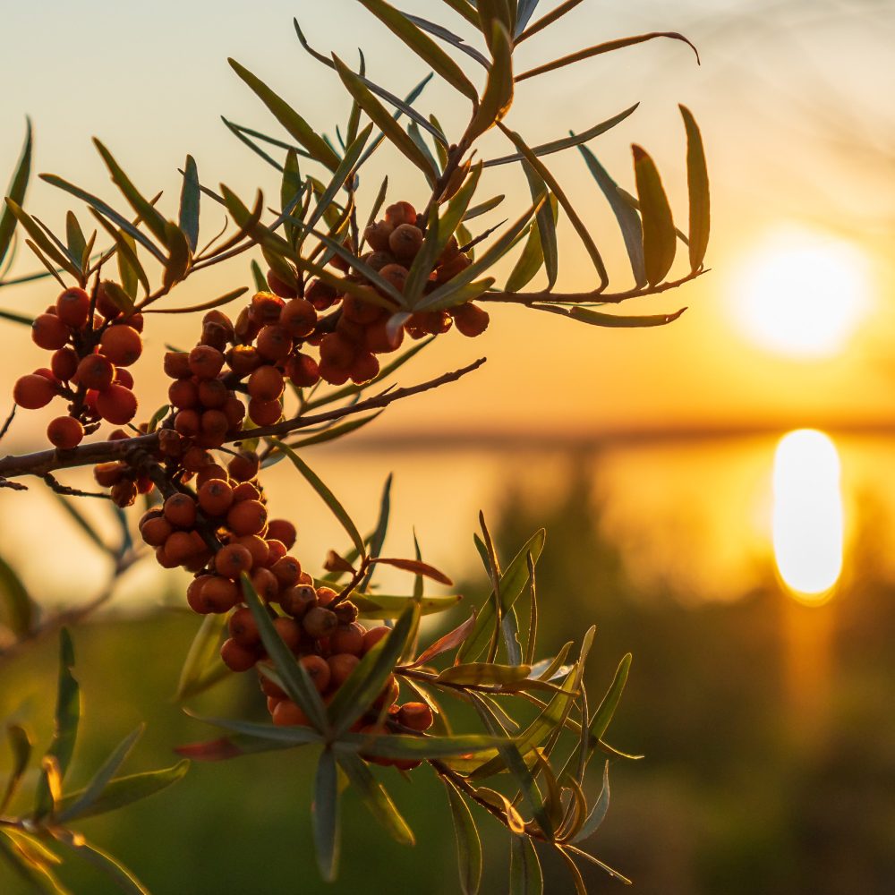 HAVTORN (Sea Buckthorn) arm ring