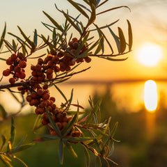 HAVTORN (Sea Buckthorn) bangle - Guldviva Jewellery