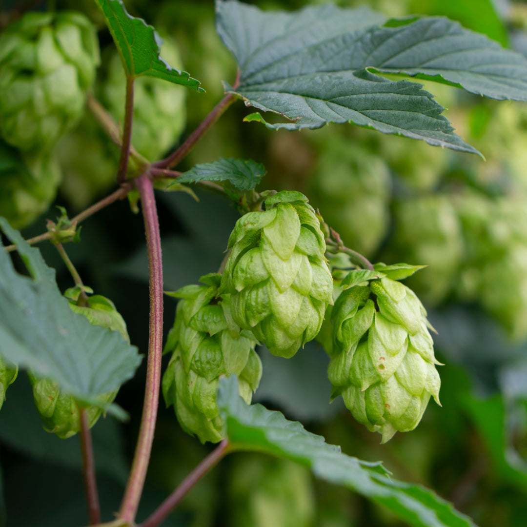 HOPS necklace