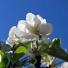 ÄPPELBLOM (Apple Blossom) L earstuds - Guldviva Jewellery