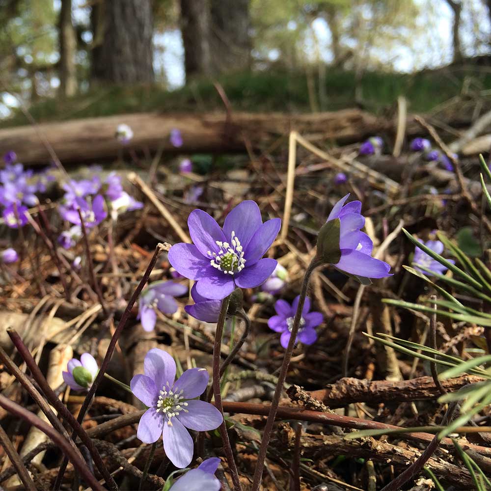 BLÅSIPPA (Hepatica) 18K earstuds-1624