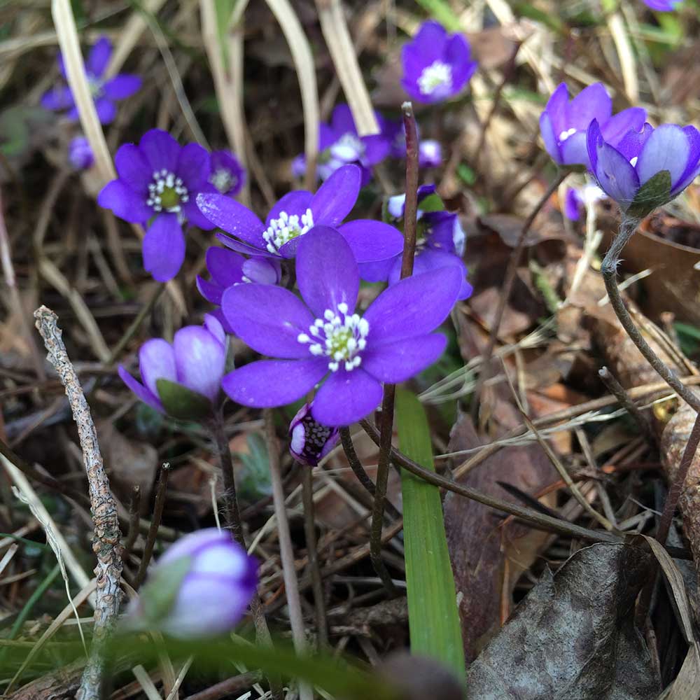 BLÅSIPPA (Hepatica) earrings-1494