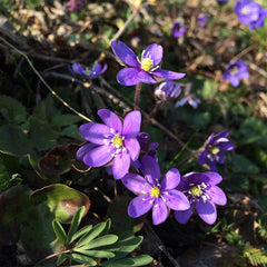 BLÅSIPPA (Hepatica) LEAF necklace - Guldviva Jewellery