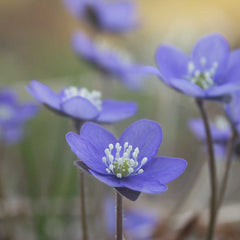 BLÅSIPPA (Hepatica) necklace - Guldviva Jewellery