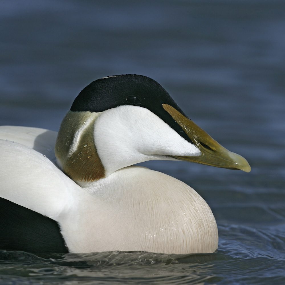 GUDING (Eider drake) Tie clip-1340