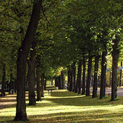 TILIA korvanapit  Guldviva - Korut