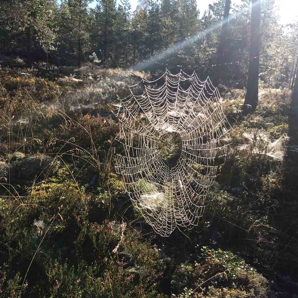 EDDERKOPP øredobber med krok-1563