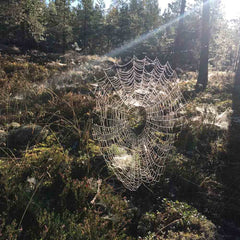 EDDERKOPP øredobber med krok  Guldviva - Smykker